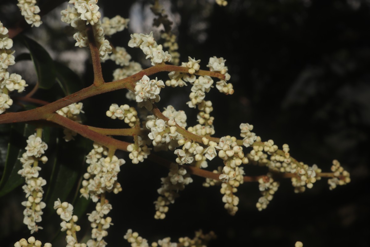 Meliosma arnottiana (Wight) Walp.